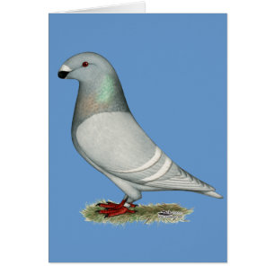 Cartão Mostrar o conceito de racer Hen