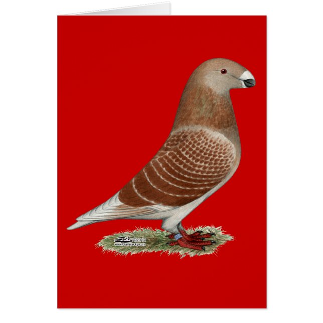 Cartão Mostrar Verificação Vermelha do Racer (Frente)