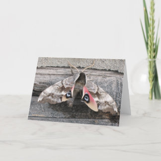 Cartão Moth, Blank Note Card by Mark Easton