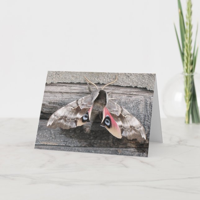 Cartão Moth, Blank Note Card by Mark Easton (Frente)