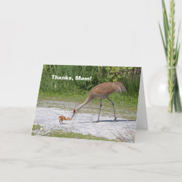 Cartão Mother Bird and Baby Bird Sandhill Cranes