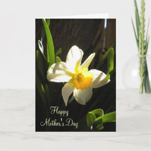 Cartão Mothers Day Daffodil Card