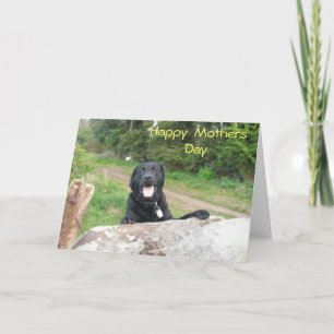 Cartão Mothers Day Greetings