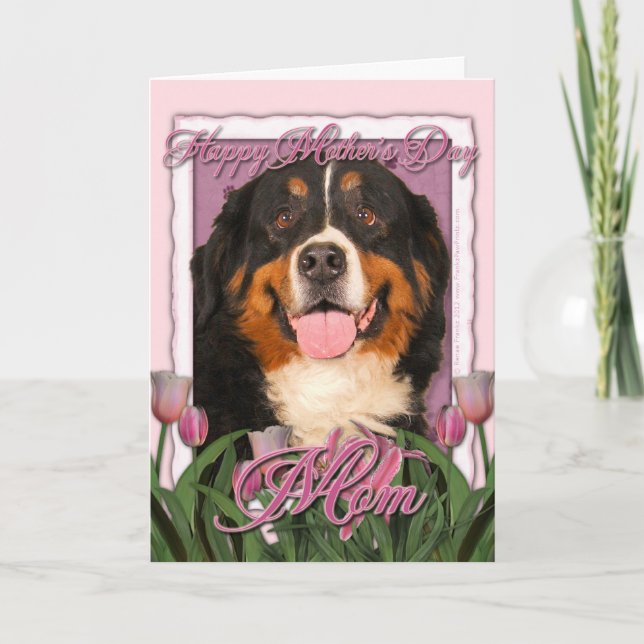 Cartão Mothers Day - Pink Tulips - Bernese Mountain Dog (Frente)