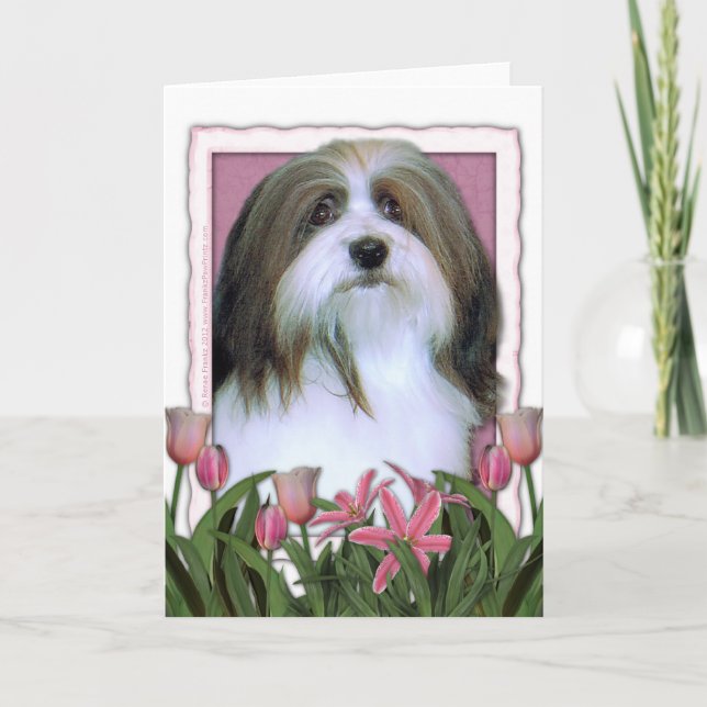 Cartão Mothers Day - Pink Tulips - Havanese (Frente)