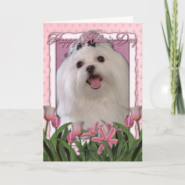 Cartão Mothers Day - Pink Tulips - Maltese (Frente)