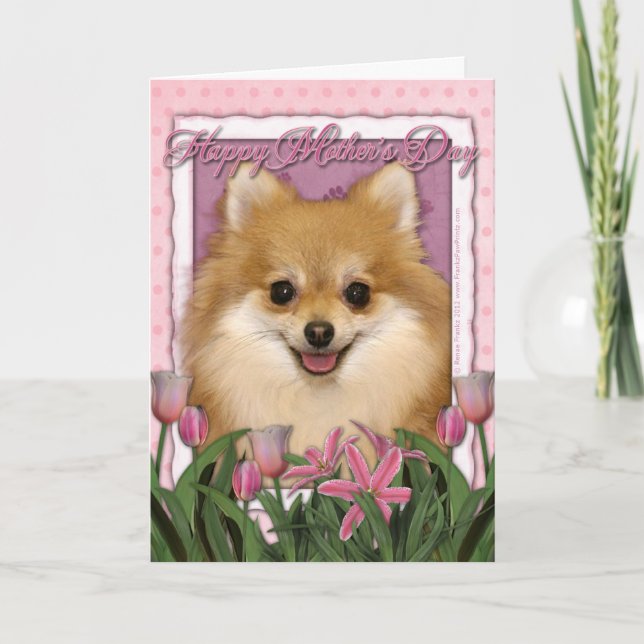 Cartão Mothers Day - Pink Tulips - Pomeranian (Frente)