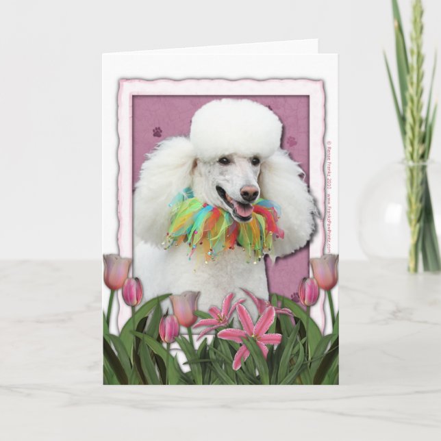 Cartão Mothers Day - Pink Tulips - Poodle - White (Frente)
