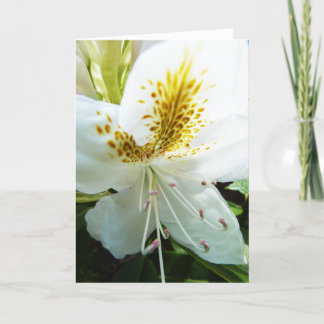 Cartão Mother's Day Rhody