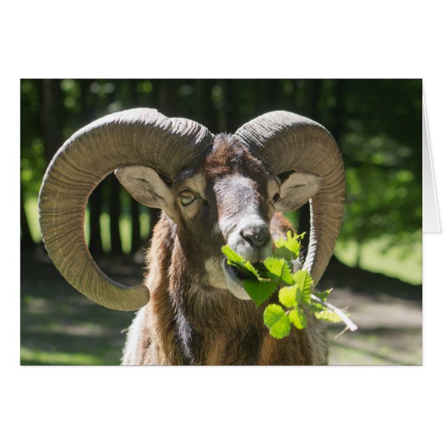 Cartão Mouflon Ram (Frente Horizontal)