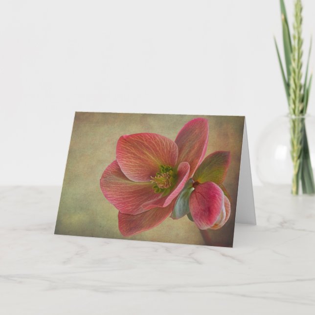 Cartão Mountain Beauty Helleborus card (Frente)