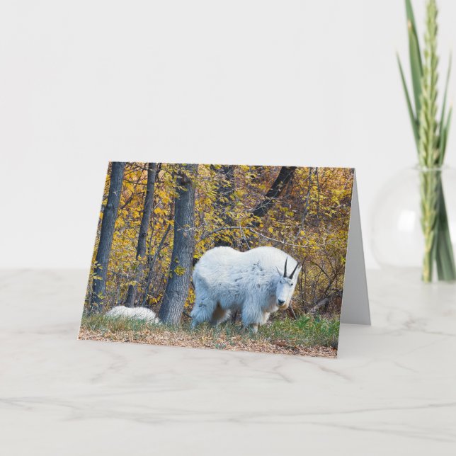 Cartão Mountain Goat birthday card looks at you. (Frente)
