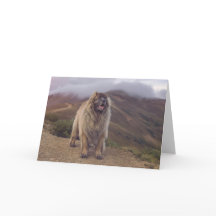 mountain Leonberger