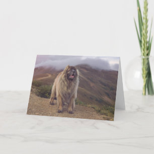 Cartão mountain Leonberger