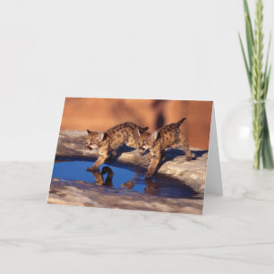 Cartão Mountain Lion Cubs Greeting Card