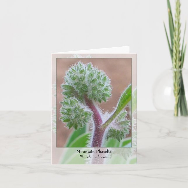 Cartão Mountain Phacelia - Native Notecard (Frente)