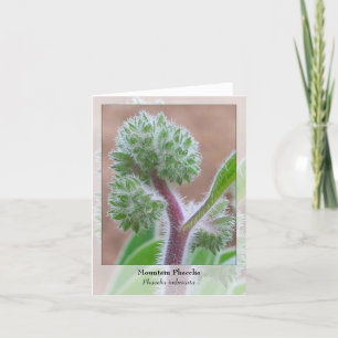 Cartão Mountain Phacelia - Native Notecard