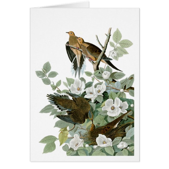 Cartão Mourning Dove, John James Audubon (Frente)