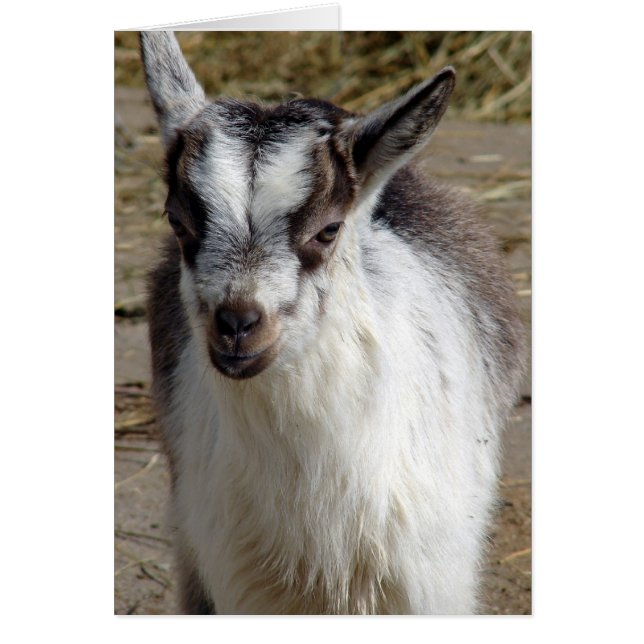 Cartão Mouse o Capô (Frente)