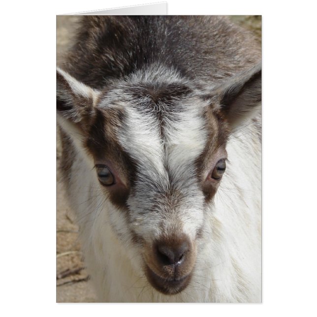 Cartão Mouse o Capô (Frente)