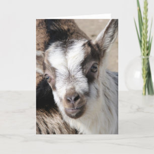 Cartão Mouse, O Rapaz Alpino