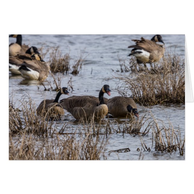 Cartão Movendo-se para Dentro (Frente horizontal)