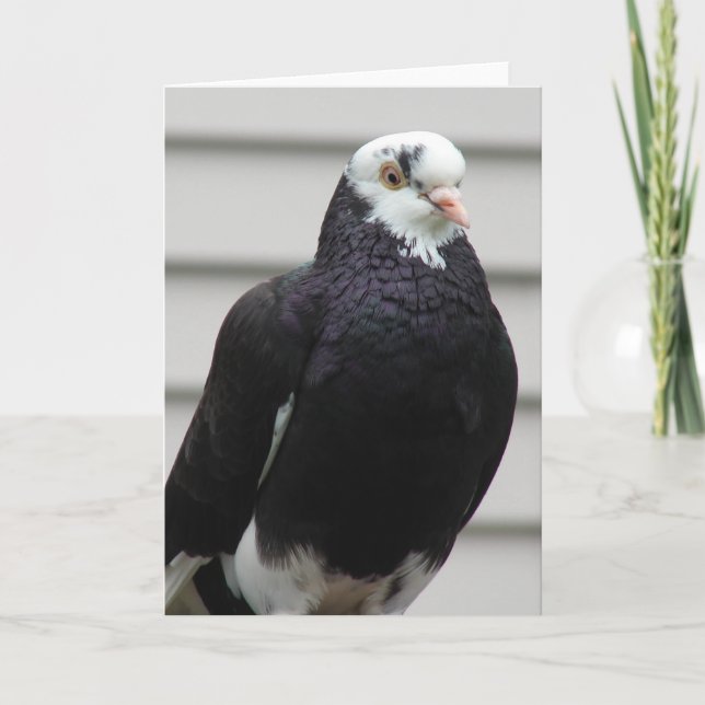 Cartão Mrs. Pigeon (Frente)