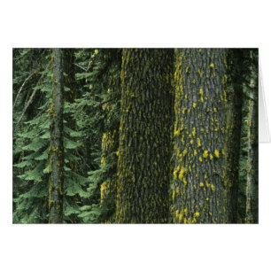 Cartão Mt. Ashland, Floresta Nacional Rogue RIver,
