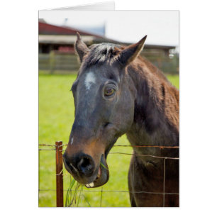 Cartão mudo do cavalo
