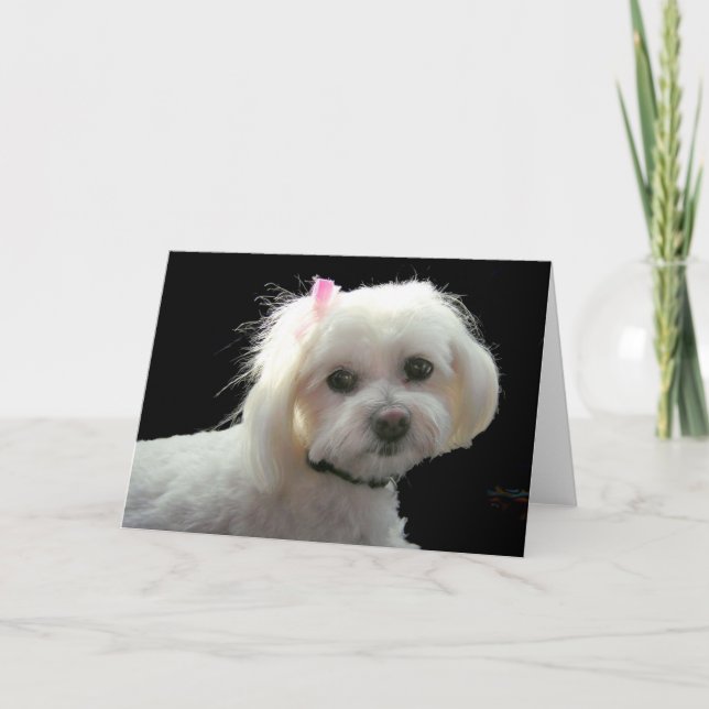 Cartão Muffy's pink bow (Frente)