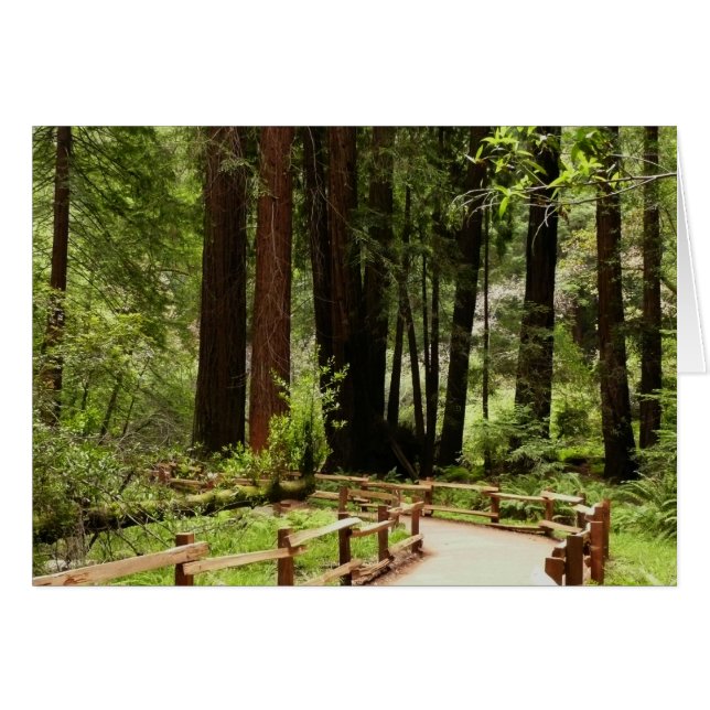 Cartão Muir Woods Path I Nature Photoics (Frente Horizontal)