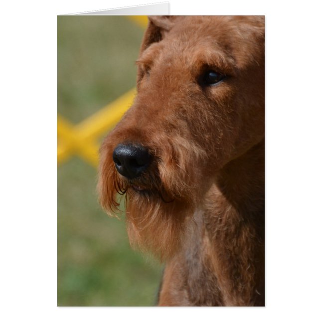 Cartão Muito bonito Airedale Terrier (Frente)