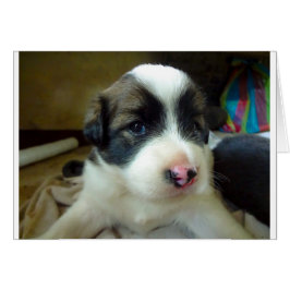 Cartão Muito Jovem Cachorro Parecido Bonito