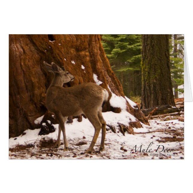 Cartão Mule Deer Card (Frente horizontal)