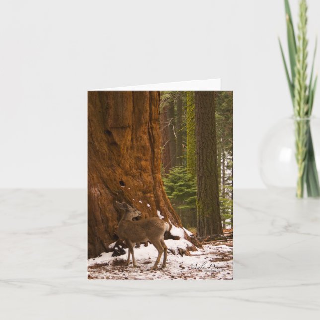 Cartão Mule Deer Greeting Card (Frente)