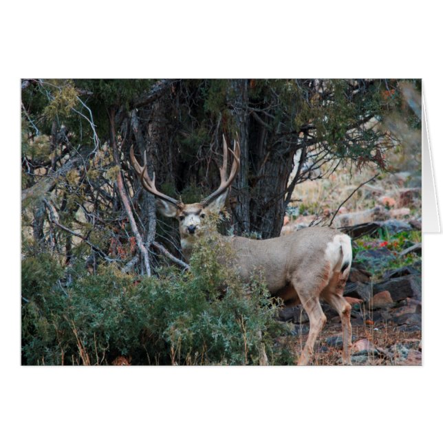Cartão Mule deer spur buck (Frente Horizontal)