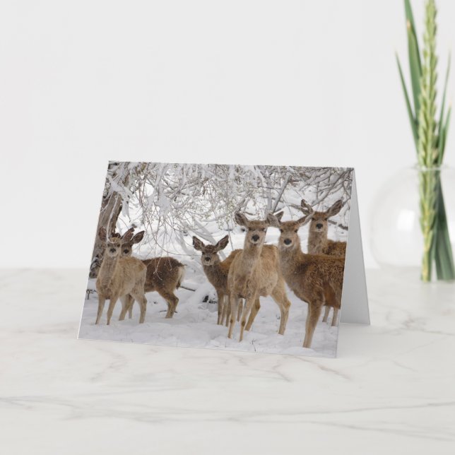 Cartão Mule Deer Wyoming (Frente)