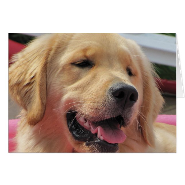 Cartão Multa de Feelin (Frente Horizontal)