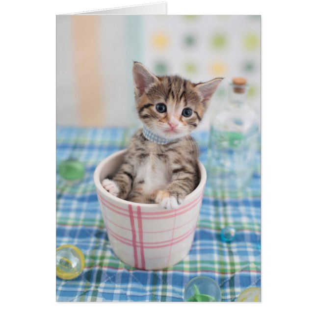 Cartão Munchkin Kitten Com Bonito Fita (Frente)