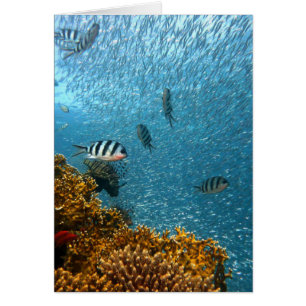 Cartão Mundo subaquático