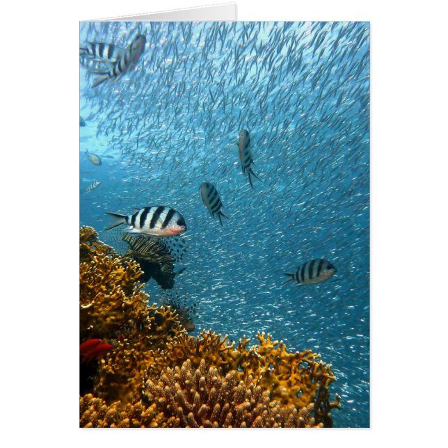 Cartão Mundo subaquático (Frente)