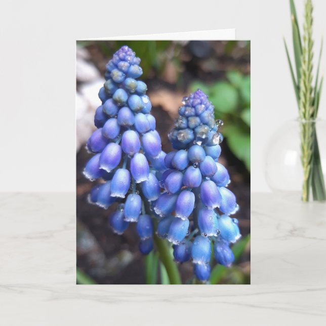Cartão Muscari Armeniacum , Grape Hyacinth com gotas de c (Frente)