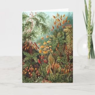 Cartão Muscinae Antigos, Plantas de Musgo por Ernst Haeck