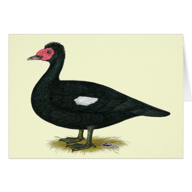 Cartão Muscovy Black Drake (Frente horizontal)