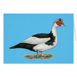 Cartão Muscovy Black Pied Drake