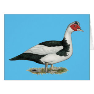 Cartão Muscovy Black Pied Drake