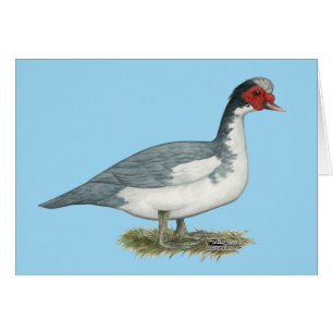 Cartão Muscovy Blue Pied Drake