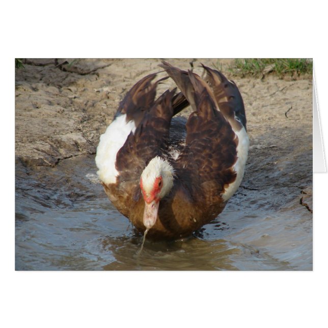 Cartão Muscovy brincando em uma poça (Frente Horizontal)