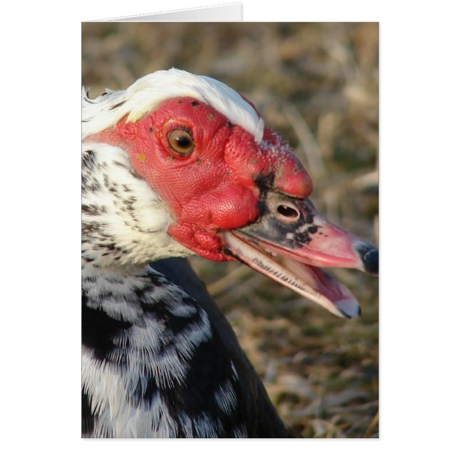 Cartão Muscovy Drake (Frente)