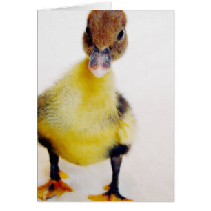Cartão Muscovy Ducking